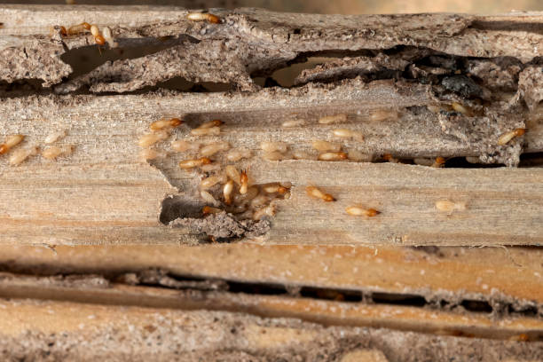 Best Exterminator Services  in Highland, KS
