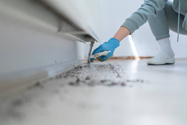 Best Flea Control Services  in Highland, KS